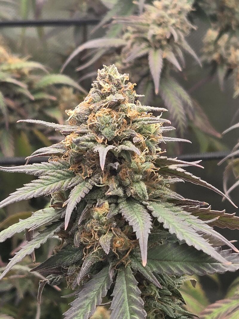 Pineapple Muffin, Фасовка: 3, изображение 3